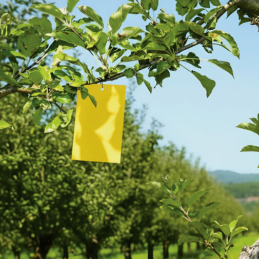 11379 • Lepová pasca na hmyz – 250 x 170 mm – žltá – 10 ks / balenie