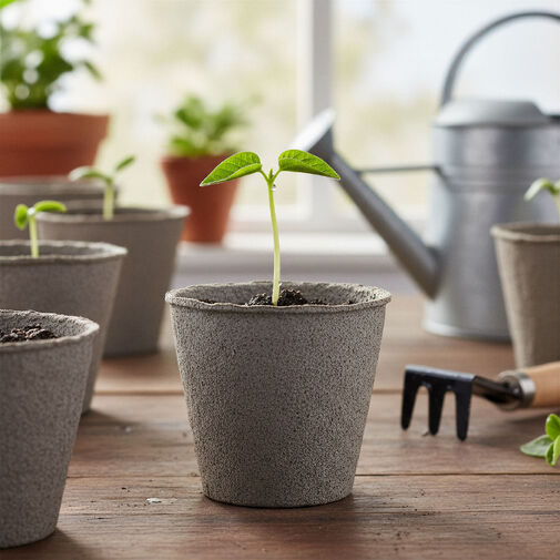 11986 • Kvetináč na pestovanie priesad - Ø8 cm - okrúhly, papier - 10 ks / balenie