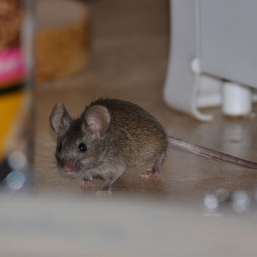 55626 • Elektrický odpudzovač myší