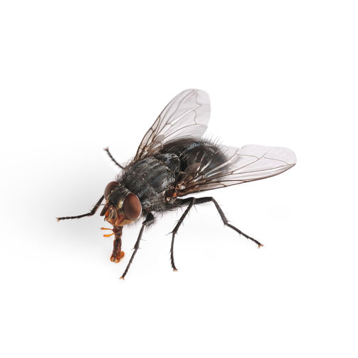 55647 • Solárny odpudzovač hmyzu a škodcov s meniteľnými frekvenciami