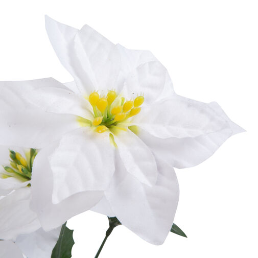 58681B • Vianočný mikulášsky kvet - biely